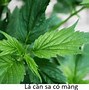 Luật Cần Sa Ở Việt Nam