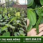 Những Loại Cây Công Nghiệp Hàng Năm